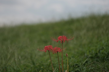 彼岸花