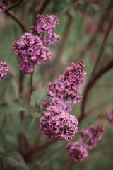 Obraz premium Purple Lilac