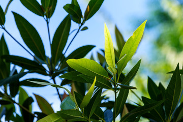 Sun light is shining through the yong leafs, greenscape