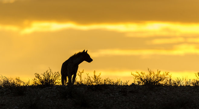 Silhouette of a hyena, Botswana