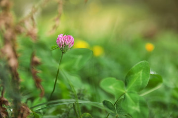 Meadow with green grass and blooming clover, closeup