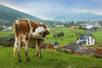 Fototapeta na wymiar Beautiful cow on hill near small village