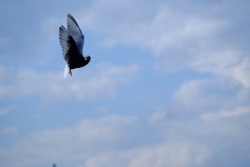 bird in flight, Sterna paradisaea