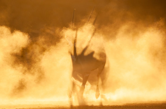 Silhouette of an oryx in the dust at sunset, South Africa