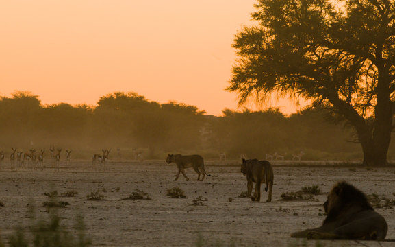 Lion and lionesses near a herd of springbok, Rooiputs waterhole, Kgalagadi Transfrontier Park, South Africa