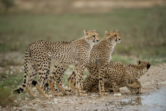 Group of cheetah standing near waterhole