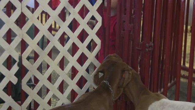 Two curious goats in a pen wonder what a child is doing in the livestock barn at a county fair.