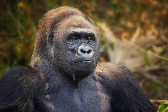 Portrait of a western lowland Silverback gorilla