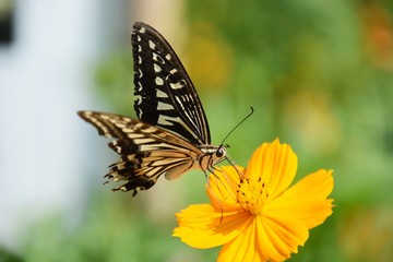 Fototapeta premium Swallowtail butterfly