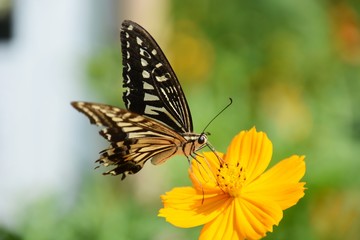 Swallowtail butterfly