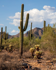 Field of cacti in the sonoran desert