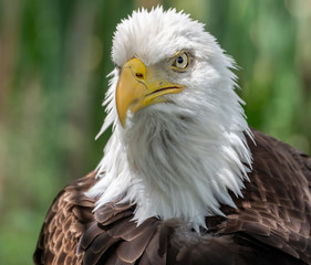 Obraz premium Bald Eagle