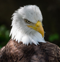 Obraz premium Bald Eagle