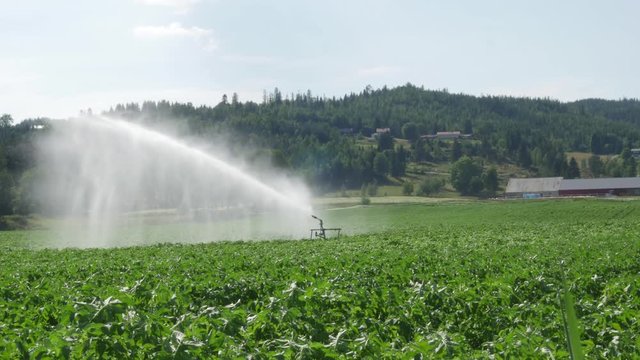 Agriculture water sprinkler sprays water on large green farm fields during hot summer with Norwegian nature in background