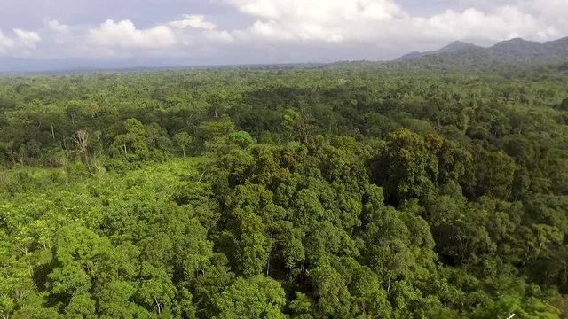 Aerial view of lush green forest in Kribi in Cameroon, west Africa. Drone moves backward high above the trees. Cloudy sky showing.