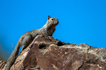 Rock Squirrel on a colorful boulder with a bright blue sky