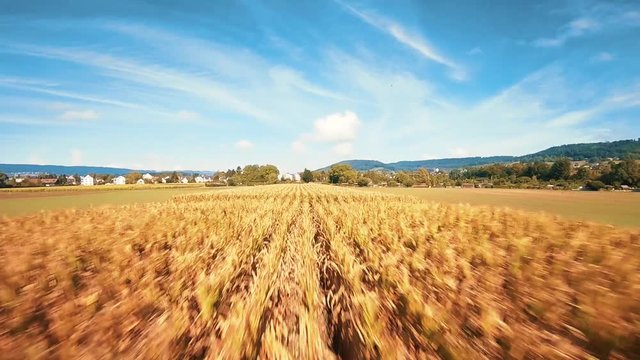 A smooth flight over a corn field
