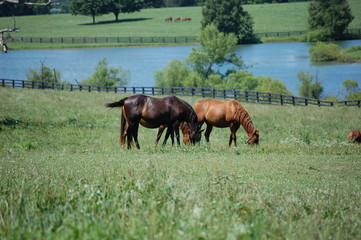 Fototapeta na wymiar Horses in field
