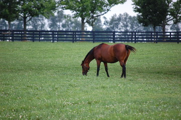 Horse grazing on a farm