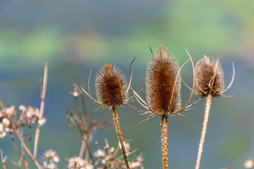 Obraz premium Thistle