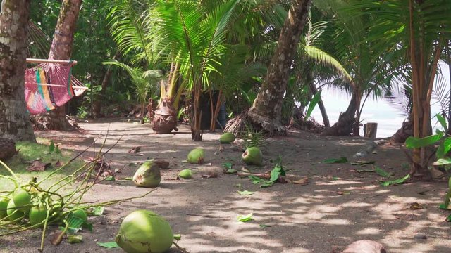 Slow motion shot of bunches of green coconuts falling to the ground from a tall palm tree as worker trims away from the top on the beaches of Punta Banco, Costa Rica.