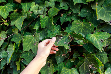 Naklejka na ściany i meble hand holding green leaf