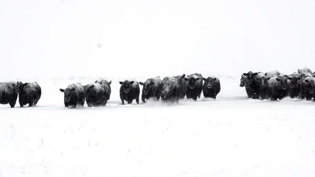 Black Angus cattle caught in a blizzard in Montana