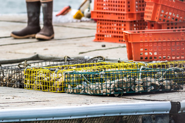 Oyster farming and oyster traps along the Damariscotta River in Maine © rabbitti