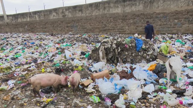Two pigs feeding at an open dump in Kibera, the largest slum on the African continent. Nairobi, Kenya.