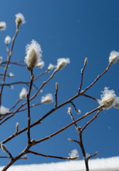 Tree branch sprinkled with snow against a blue sky