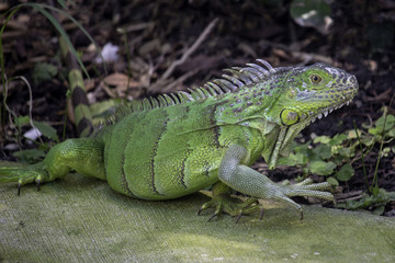 Iguana on the loose