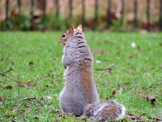 squirrel