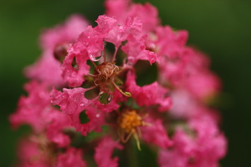 Fototapeta premium red flower blur background