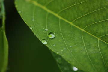 rain on leaf of green plant macro