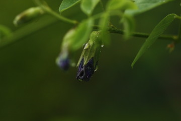 bud of plant macro view