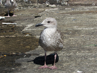 seagull on beach