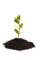 Seedling growing out of soil