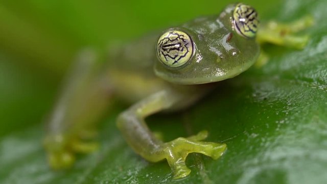 Glass Frog Sachatamia ilex