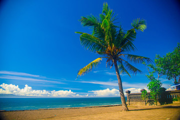 Obraz premium Palm Tree on the beach nearby the east side of the Bali island, Indonesia. Bali is known as the beautiful ocean view with with exotic culture of Indonesia.