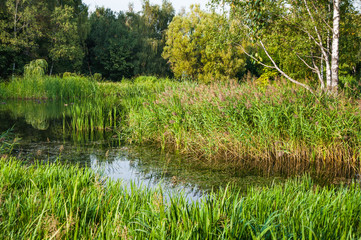 Beautiful summer-autumn water landscape with pond and water plants. Great Manna Grass (Glyceria maxima), broad-leaved pondweed (Potamogeton natans), Common reed (Phragmites)