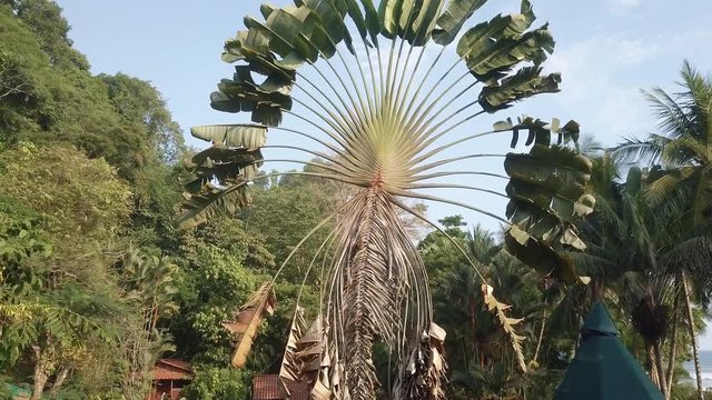 Aerial shot rising up to the fan shaped leaves of a Traveler&rsquo;s Palm tree, ravenala madagascariensis, on the beach of Punta Banco, Costa Rica.