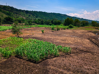 A patch of cultivated land with corn surrounded by dry soil.