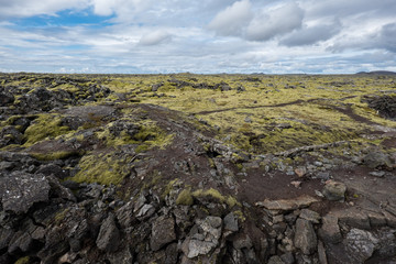 Moss in Iceland