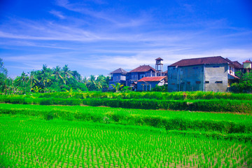 Fototapeta na wymiar Rice field in Bali, Indonesia. Bali is an Indonesian island and known as a tourist destination. In Bali, rice harvest seasons come three times in a year.