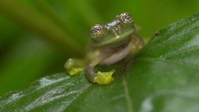 Glass Frog Sachatamia ilex with pulsating eye display Probably to startle predators. In humid tropical rainforest on the western Andean slopes of Ecuador