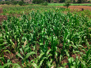 Fototapeta na wymiar A corn plantation viewed from above