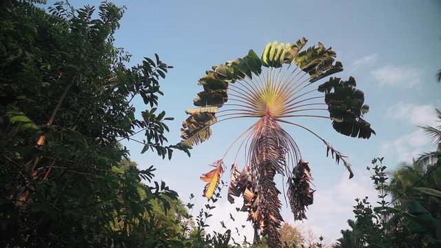 Revealing shot of the fan shaped leaves of a Traveler&rsquo;s Palm tree, ravenala madagascariensis, from behind some foliage in Punta Banco, Costa Rica.