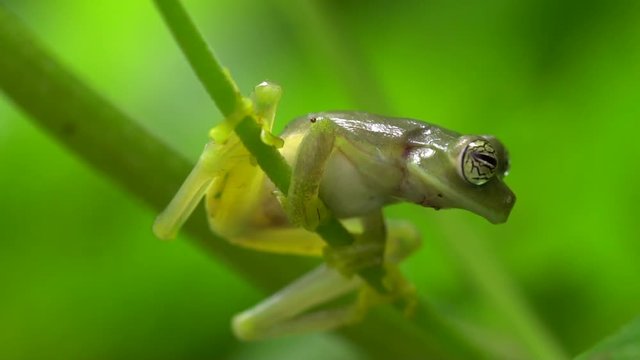 Glass Frog Sachatamia ilex jumps in slow motion. In humid tropical rainforest on the western Andean slopes of Ecuador 