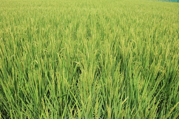 日本の原風景/夏の水田/実りはじめた稲穂(宮城県)