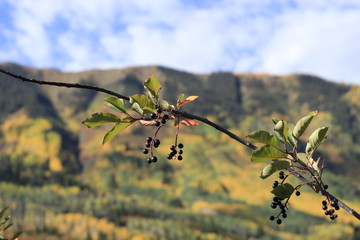 Red Berries on Bush in Mountains